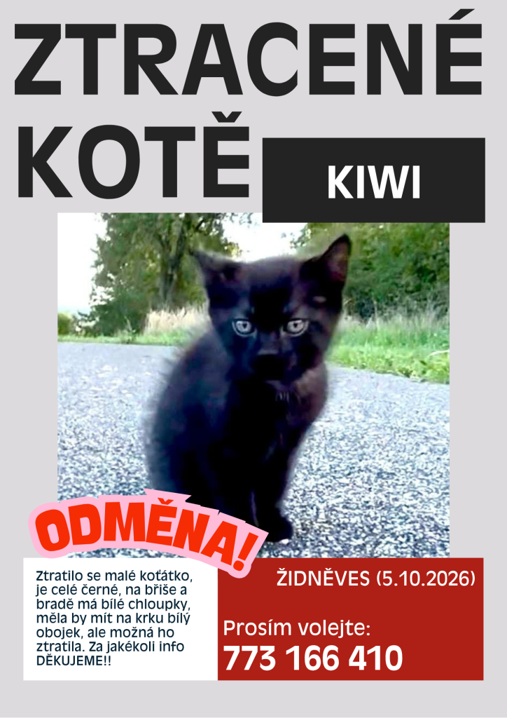 ztracené kotě